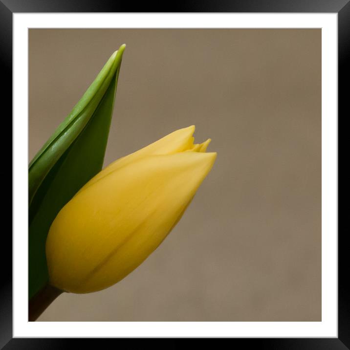 yellow tulip springtime Framed Mounted Print by Marg Farmer