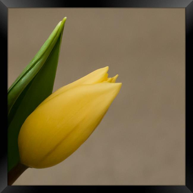 yellow tulip springtime Framed Print by Marg Farmer