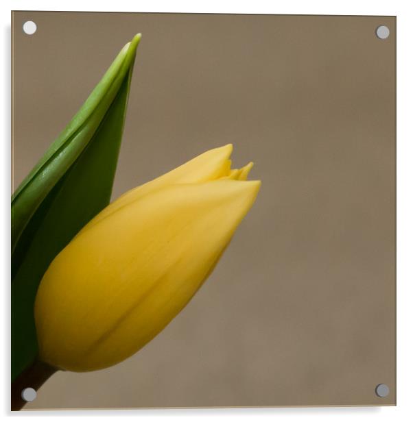 yellow tulip springtime Acrylic by Marg Farmer