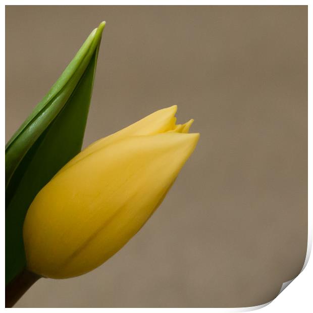 yellow tulip springtime Print by Marg Farmer