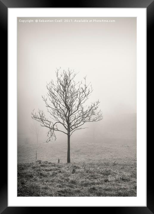 Silver birch tree Framed Mounted Print by Sebastien Coell