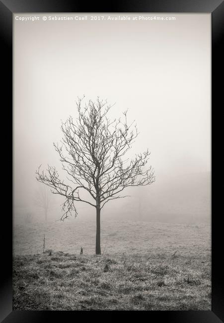 Silver birch tree Framed Print by Sebastien Coell