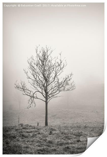 Silver birch tree Print by Sebastien Coell