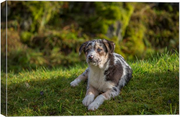 Welsh Sheepdog puppy 1 Canvas Print by Sorcha Lewis