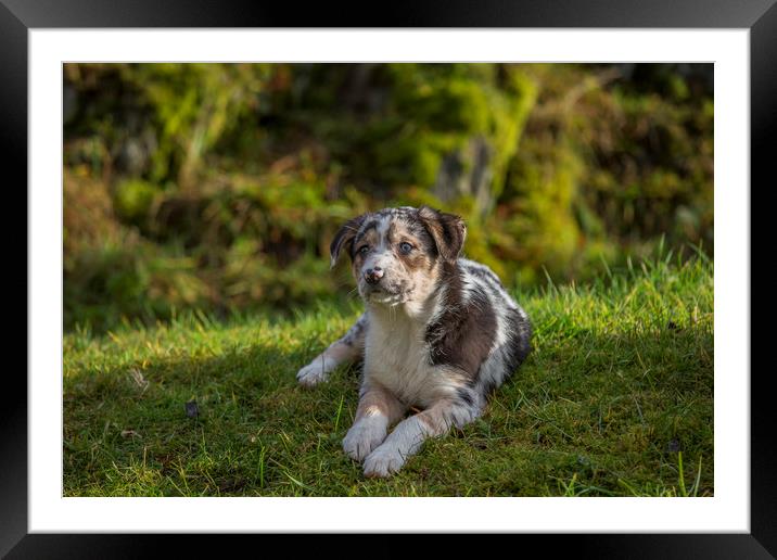 Welsh Sheepdog puppy 1 Framed Mounted Print by Sorcha Lewis