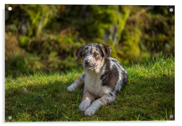 Welsh Sheepdog puppy 1 Acrylic by Sorcha Lewis