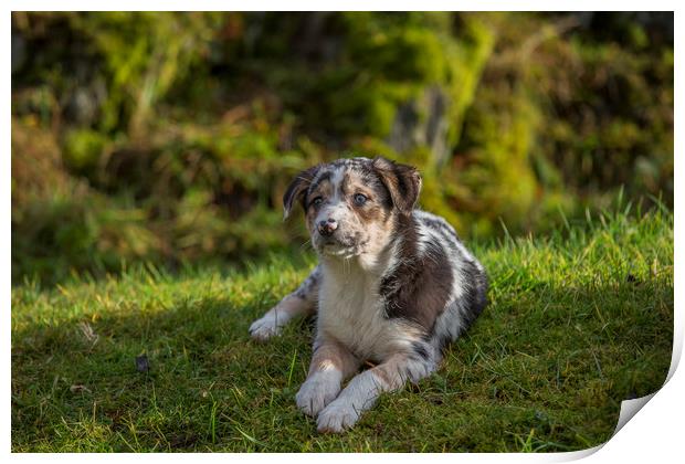 Welsh Sheepdog puppy 1 Print by Sorcha Lewis