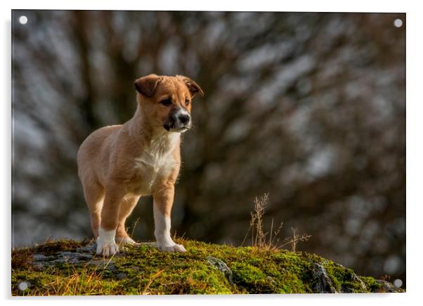 Welsh Sheepdog puppy 2 Acrylic by Sorcha Lewis