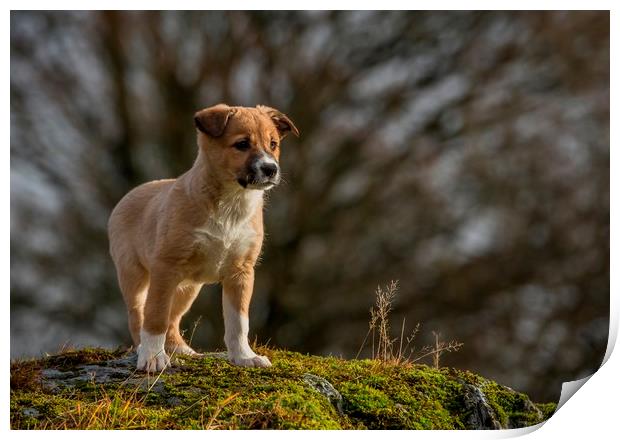 Welsh Sheepdog puppy 2 Print by Sorcha Lewis