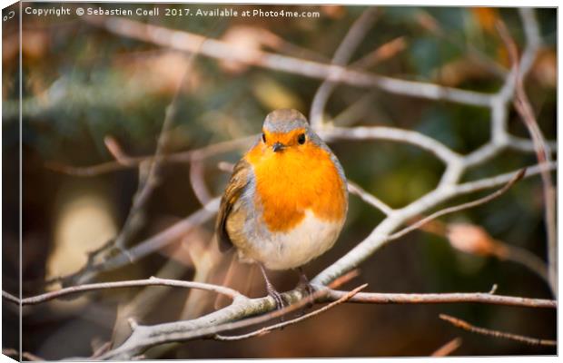 Robin forest Canvas Print by Sebastien Coell