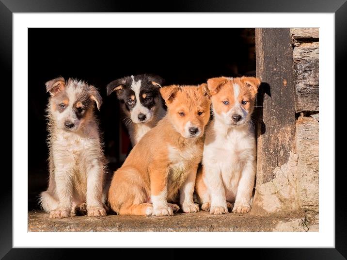 Beardie Collie Cross puppies watching the farmyard Framed Mounted Print by Sorcha Lewis