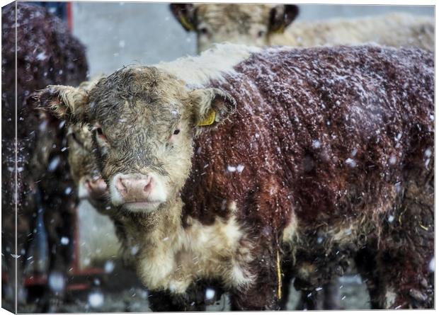 Hereford Heifer Calf in a Welsh Mountain Snowstorm Canvas Print by Sorcha Lewis