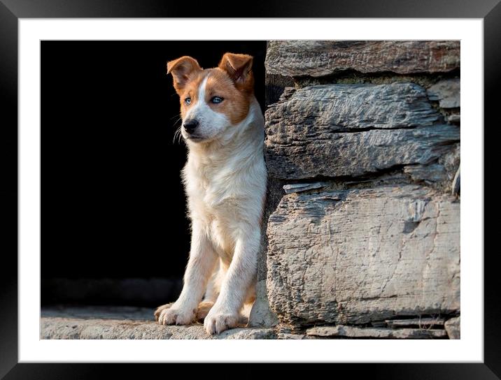 Skye on watch Framed Mounted Print by Sorcha Lewis