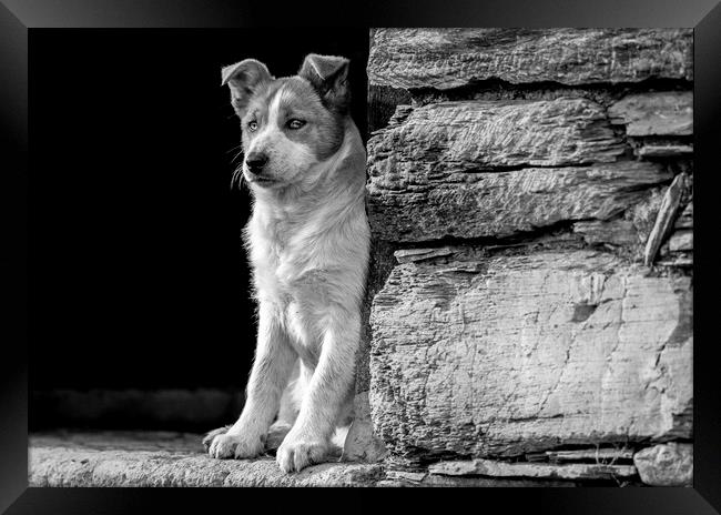 Skye the working sheepdog puppy in Black and white Framed Print by Sorcha Lewis
