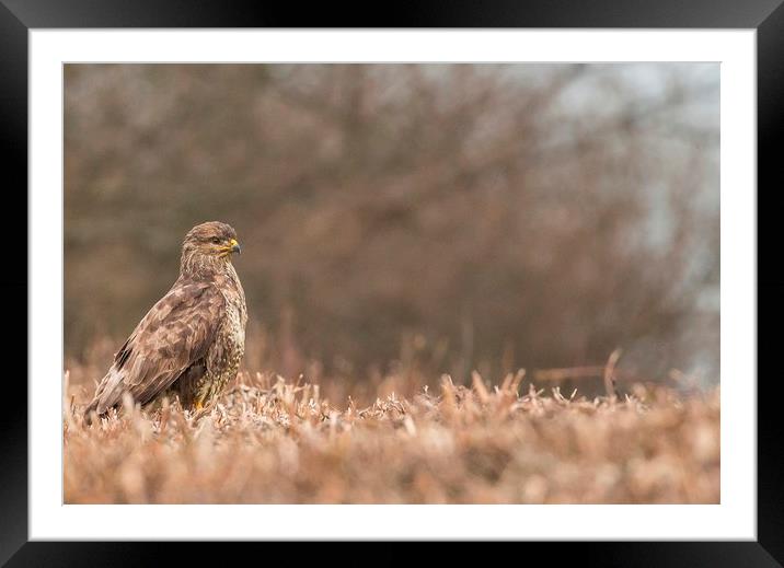 Buzzard Framed Mounted Print by Sorcha Lewis