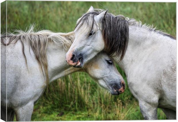 Lean on me - Welsh Mountain Hill ponies Canvas Print by Sorcha Lewis