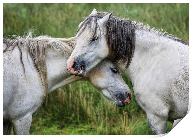 Lean on me - Welsh Mountain Hill ponies Print by Sorcha Lewis