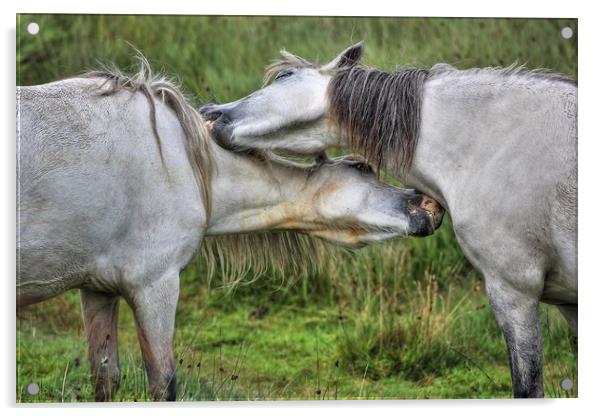 Mutual gain - Welsh Mountain hill ponies Acrylic by Sorcha Lewis
