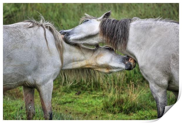 Mutual gain - Welsh Mountain hill ponies Print by Sorcha Lewis