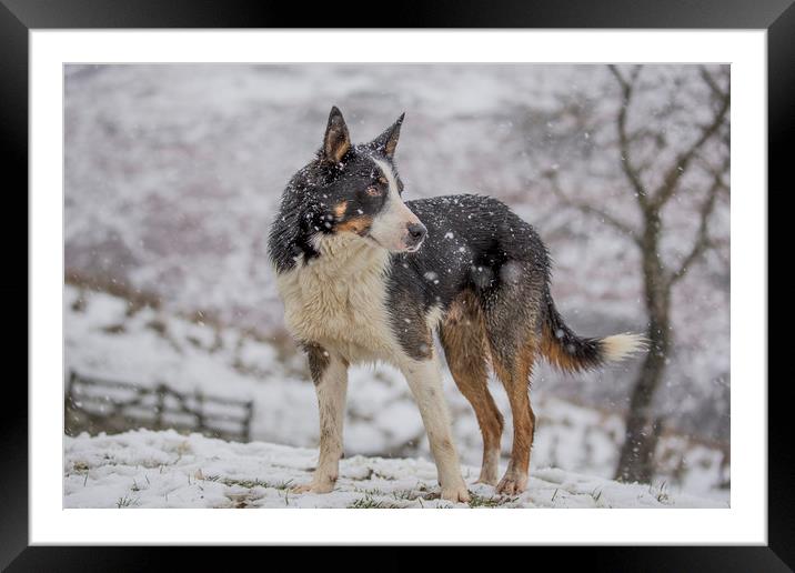 Taff in the snow Framed Mounted Print by Sorcha Lewis