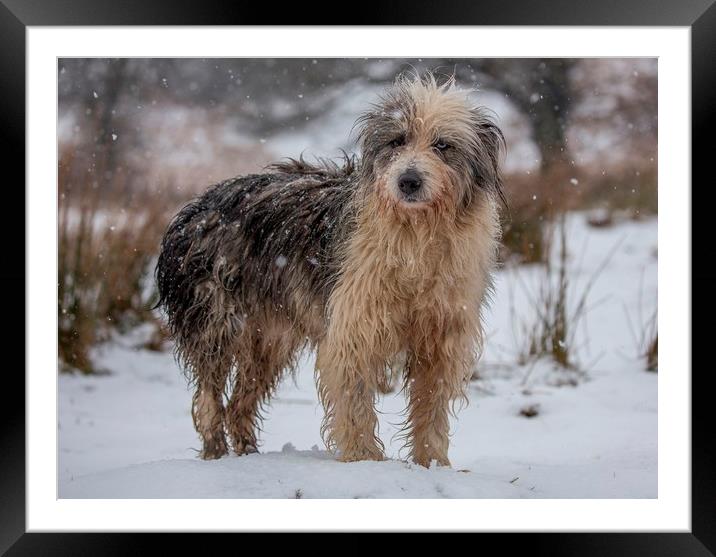 Judy in the snow Framed Mounted Print by Sorcha Lewis