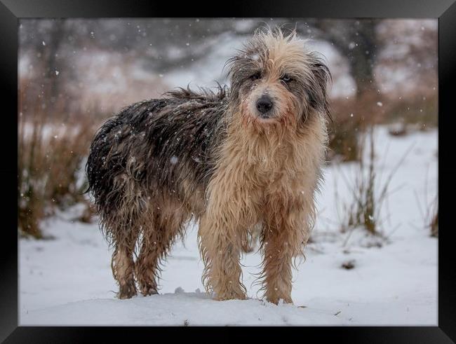 Judy in the snow Framed Print by Sorcha Lewis