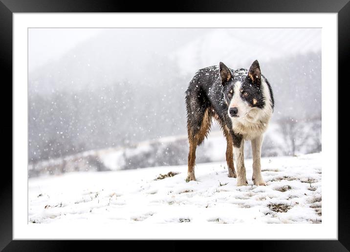 Taff snow dog Framed Mounted Print by Sorcha Lewis