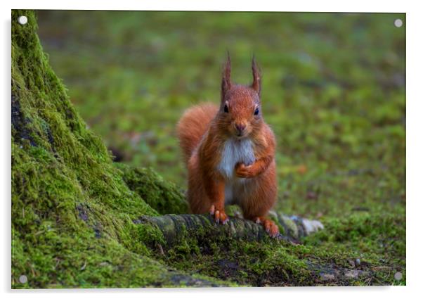Red Squirrel Acrylic by Angela H