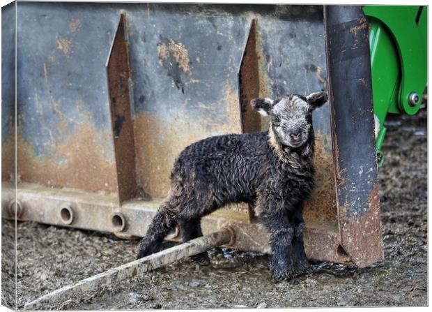 Herdwick Lamb by tractor Canvas Print by Sorcha Lewis