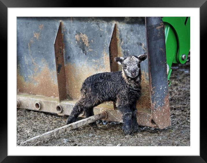 Herdwick Lamb by tractor Framed Mounted Print by Sorcha Lewis
