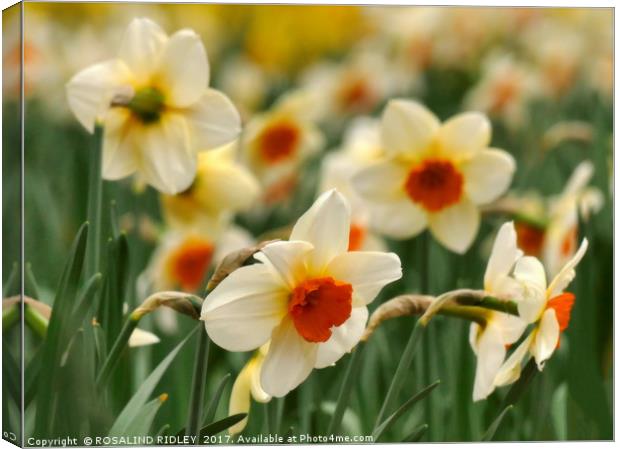 "Narcissi and daffodils at Thorpe Perrow" Canvas Print by ROS RIDLEY