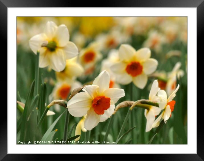 "Narcissi and daffodils at Thorpe Perrow" Framed Mounted Print by ROS RIDLEY
