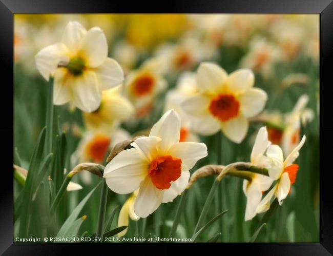 "Narcissi and daffodils at Thorpe Perrow" Framed Print by ROS RIDLEY