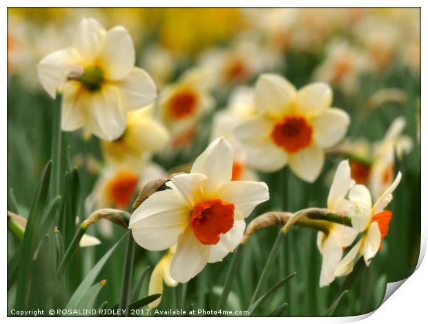"Narcissi and daffodils at Thorpe Perrow" Print by ROS RIDLEY