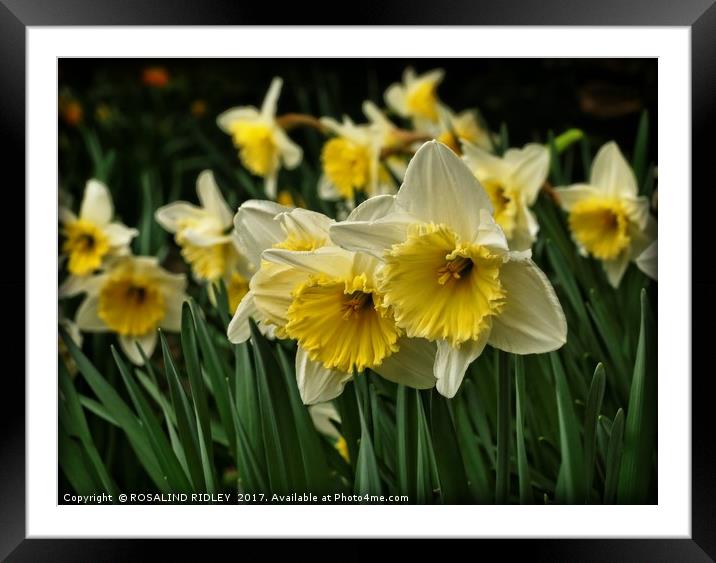 "Cream Frill-Edge Daffodils" Framed Mounted Print by ROS RIDLEY