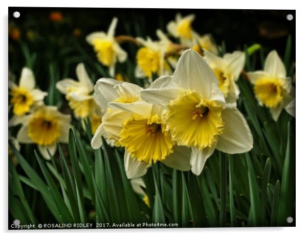 "Cream Frill-Edge Daffodils" Acrylic by ROS RIDLEY