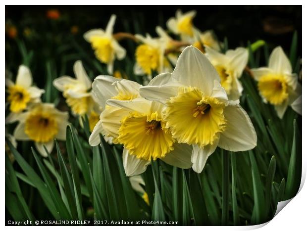 "Cream Frill-Edge Daffodils" Print by ROS RIDLEY