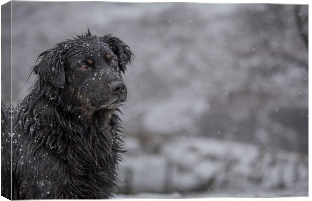 White on black - Jim in a snow flurry. Canvas Print by Sorcha Lewis