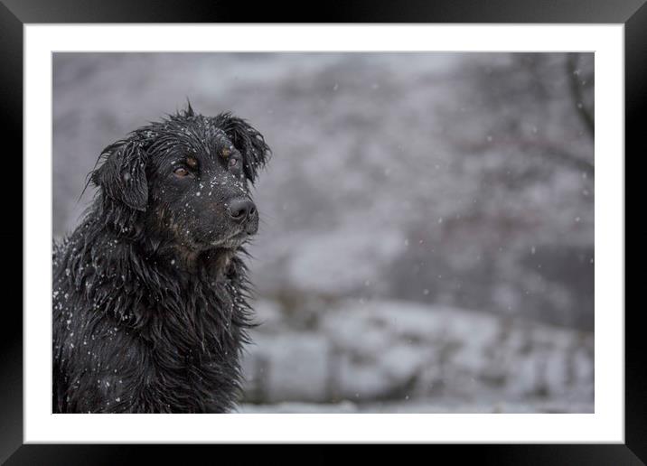 White on black - Jim in a snow flurry. Framed Mounted Print by Sorcha Lewis