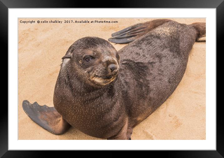 Fur Seal Basking at Cape Cross Framed Mounted Print by colin chalkley