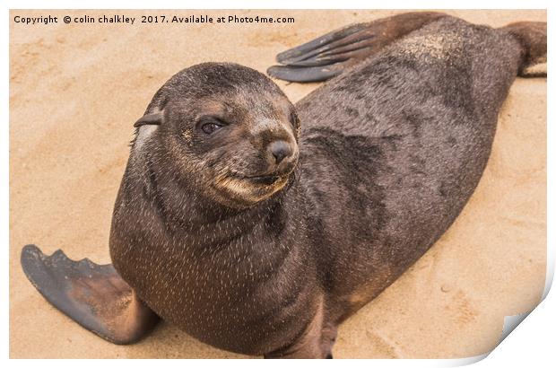 Fur Seal Basking at Cape Cross Print by colin chalkley