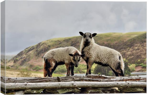 Badger Faced Welsh Mountain lambs Canvas Print by Sorcha Lewis
