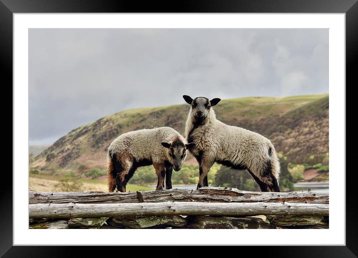 Badger Faced Welsh Mountain lambs Framed Mounted Print by Sorcha Lewis
