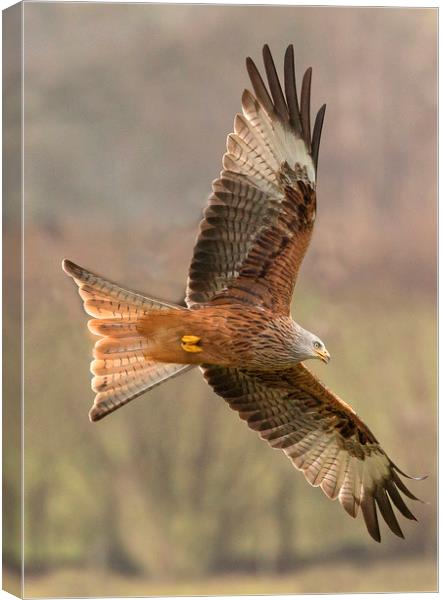 Welsh Red Kite  Canvas Print by Sorcha Lewis