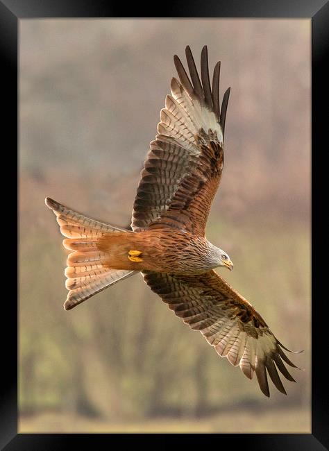 Welsh Red Kite  Framed Print by Sorcha Lewis