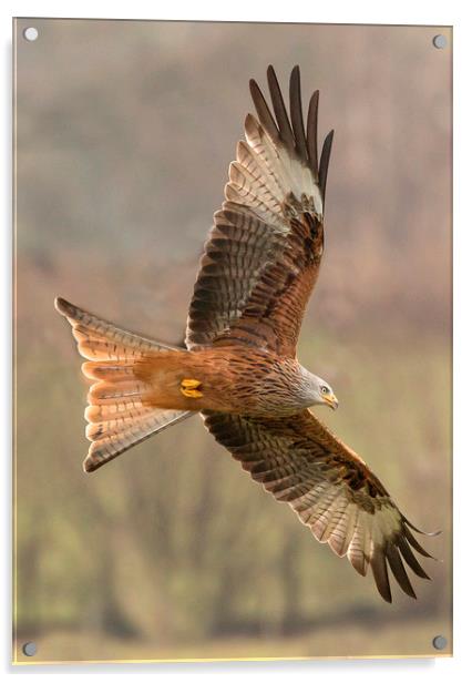 Welsh Red Kite  Acrylic by Sorcha Lewis