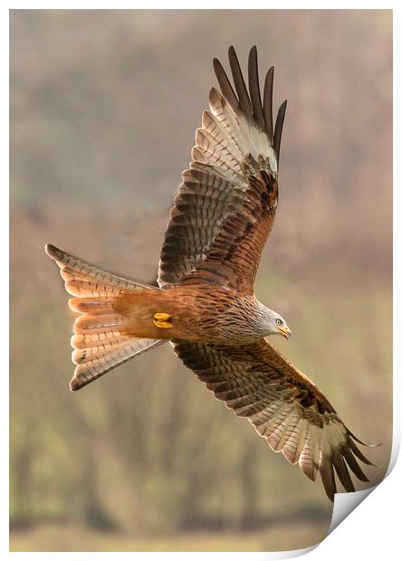Welsh Red Kite  Print by Sorcha Lewis