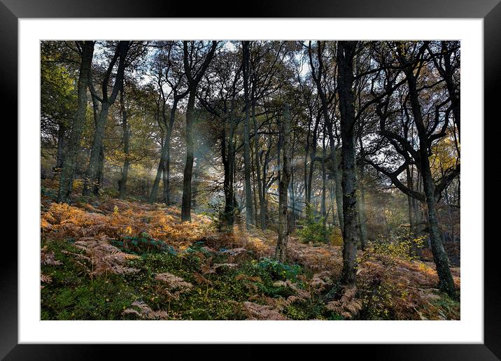 Woodland light rays - sloping woods Framed Mounted Print by Sorcha Lewis