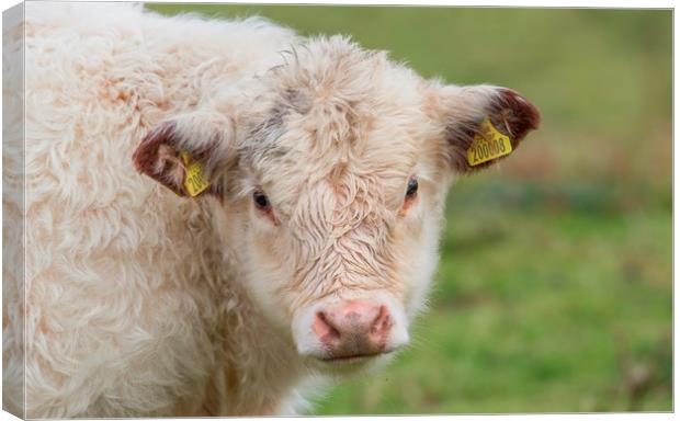 Welsh White calf Canvas Print by Sorcha Lewis