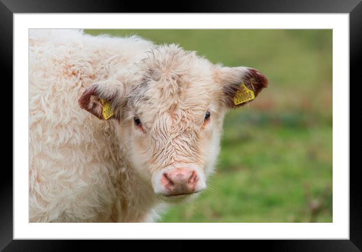 Welsh White calf Framed Mounted Print by Sorcha Lewis